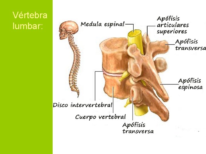 Vértebra lumbar: 