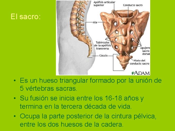 El sacro: • Es un hueso triangular formado por la unión de 5 vértebras