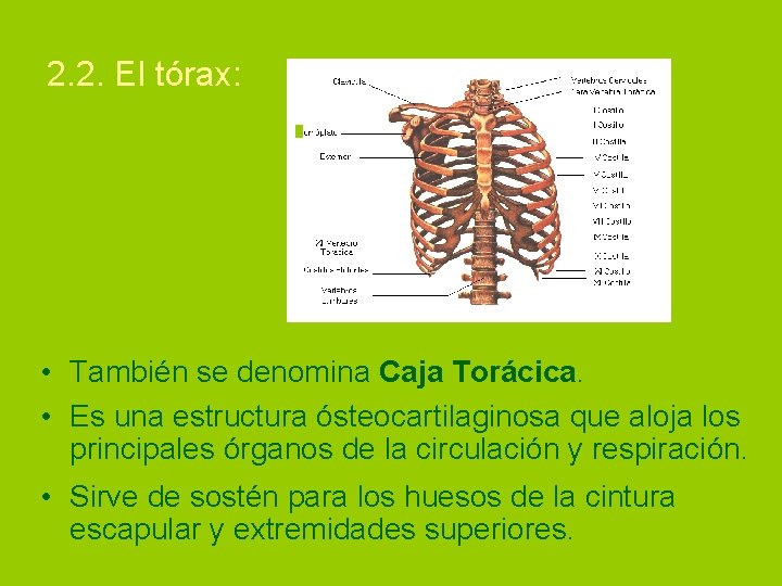 2. 2. El tórax: • También se denomina Caja Torácica. • Es una estructura