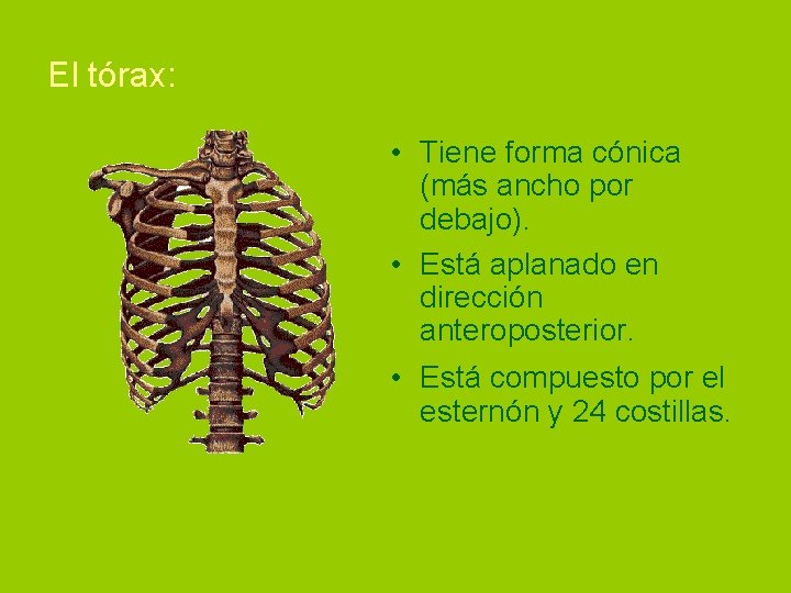 El tórax: • Tiene forma cónica (más ancho por debajo). • Está aplanado en