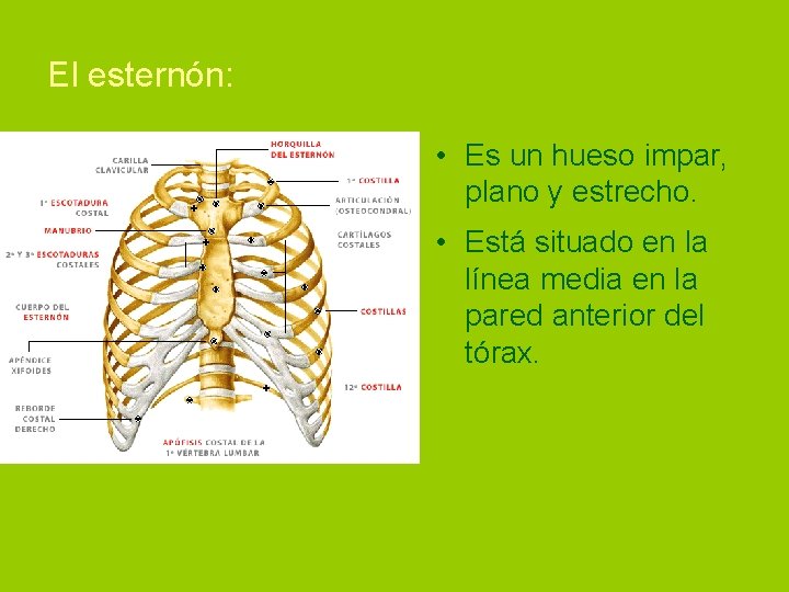 El esternón: • Es un hueso impar, plano y estrecho. • Está situado en