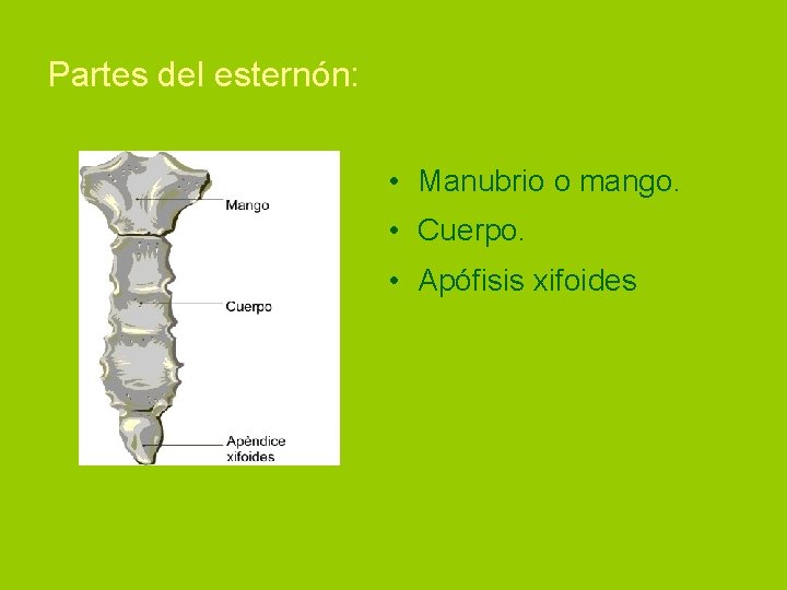 Partes del esternón: • Manubrio o mango. • Cuerpo. • Apófisis xifoides 