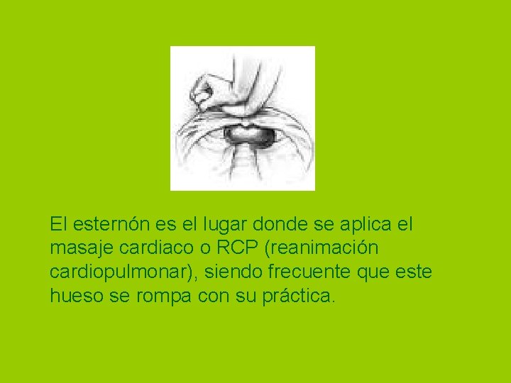 El esternón es el lugar donde se aplica el masaje cardiaco o RCP (reanimación