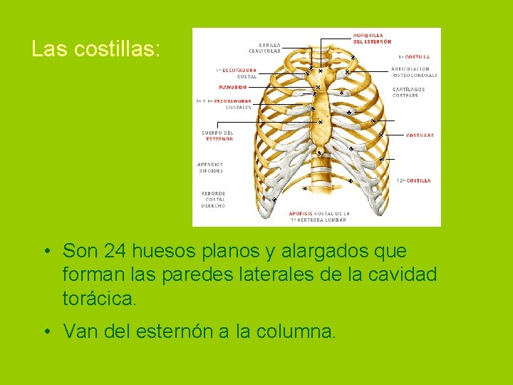 Las costillas: • Son 24 huesos planos y alargados que forman las paredes laterales