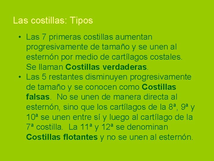 Las costillas: Tipos • Las 7 primeras costillas aumentan progresivamente de tamaño y se