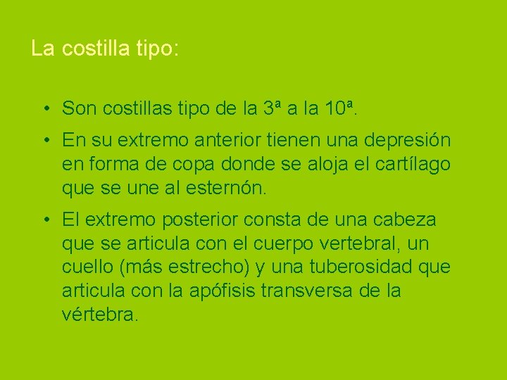 La costilla tipo: • Son costillas tipo de la 3ª a la 10ª. •