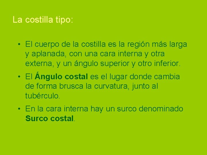 La costilla tipo: • El cuerpo de la costilla es la región más larga