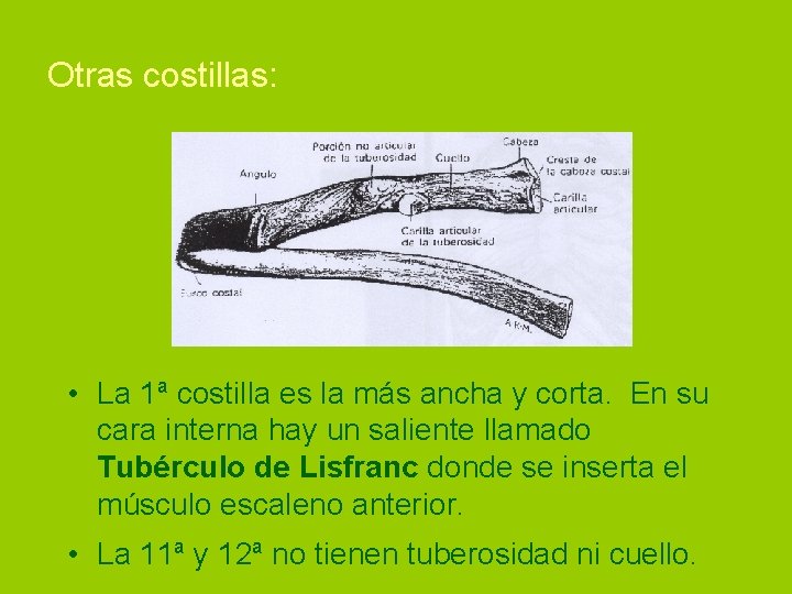 Otras costillas: • La 1ª costilla es la más ancha y corta. En su