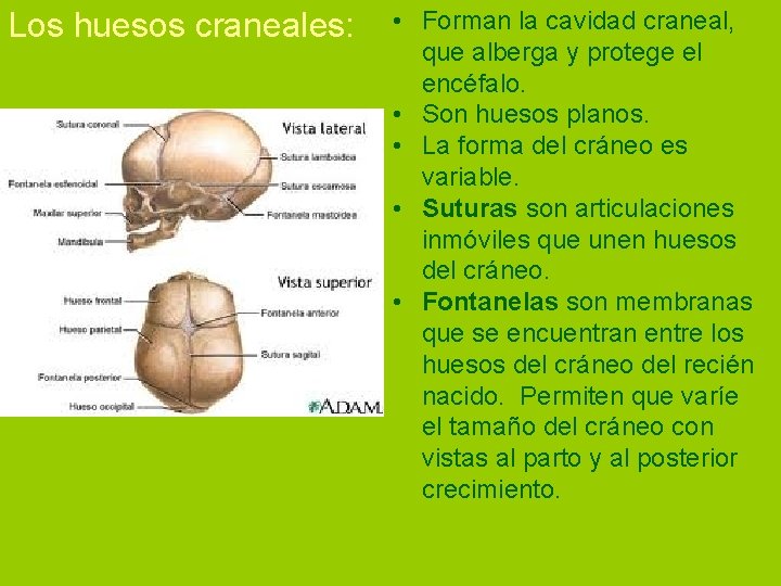 Los huesos craneales: • Forman la cavidad craneal, que alberga y protege el encéfalo.