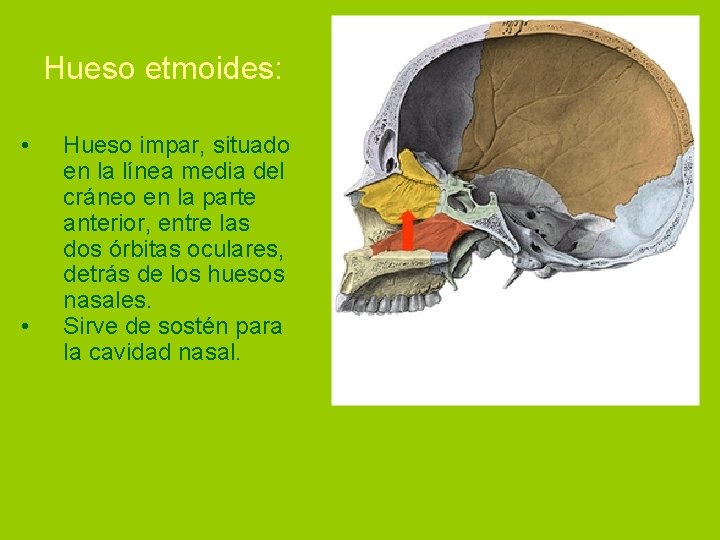 Hueso etmoides: • • Hueso impar, situado en la línea media del cráneo en