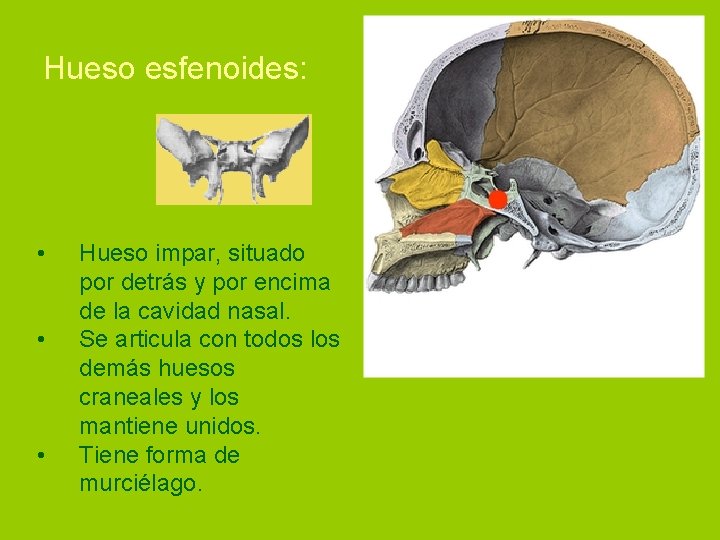 Hueso esfenoides: • • • Hueso impar, situado por detrás y por encima de