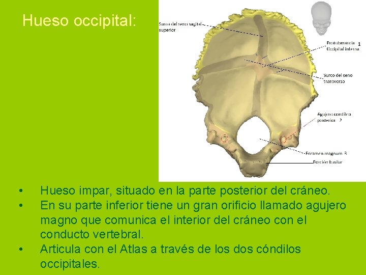 Hueso occipital: • • • Hueso impar, situado en la parte posterior del cráneo.