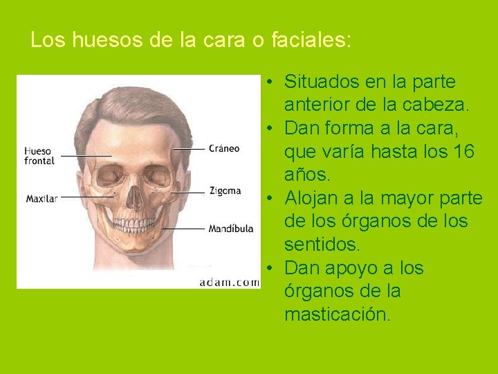 Los huesos de la cara o faciales: • Situados en la parte anterior de
