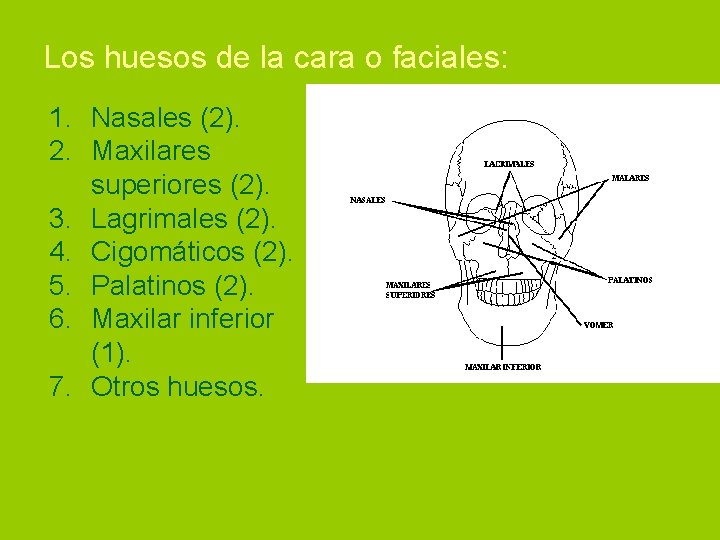 Los huesos de la cara o faciales: 1. Nasales (2). 2. Maxilares superiores (2).