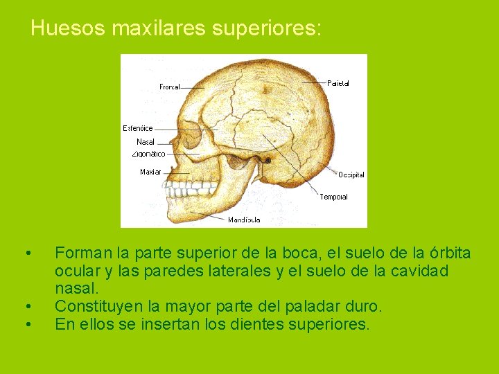 Huesos maxilares superiores: • • • Forman la parte superior de la boca, el