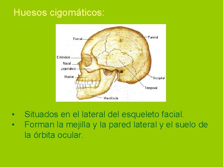 Huesos cigomáticos: • • Situados en el lateral del esqueleto facial. Forman la mejilla