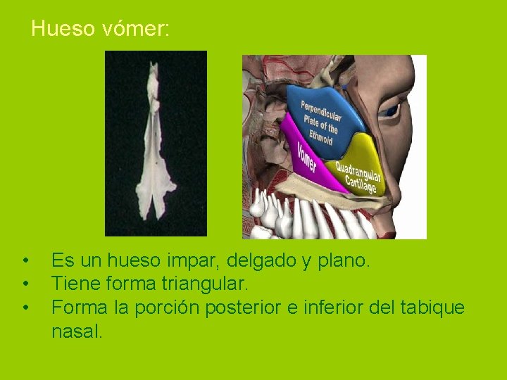 Hueso vómer: • • • Es un hueso impar, delgado y plano. Tiene forma