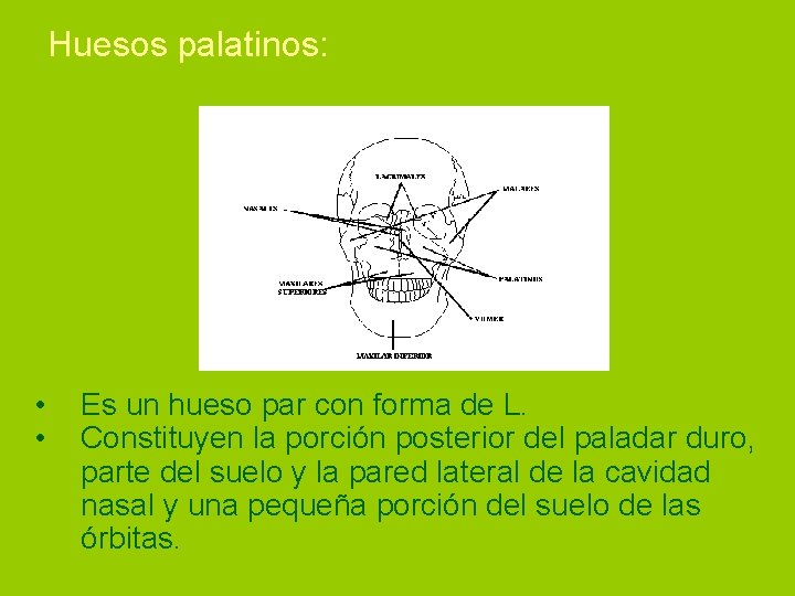 Huesos palatinos: • • Es un hueso par con forma de L. Constituyen la