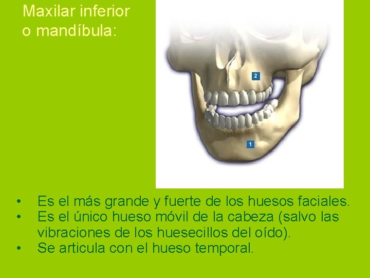Maxilar inferior o mandíbula: • • • Es el más grande y fuerte de