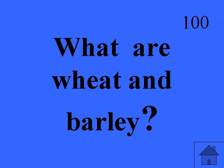 What are wheat and barley? 100 