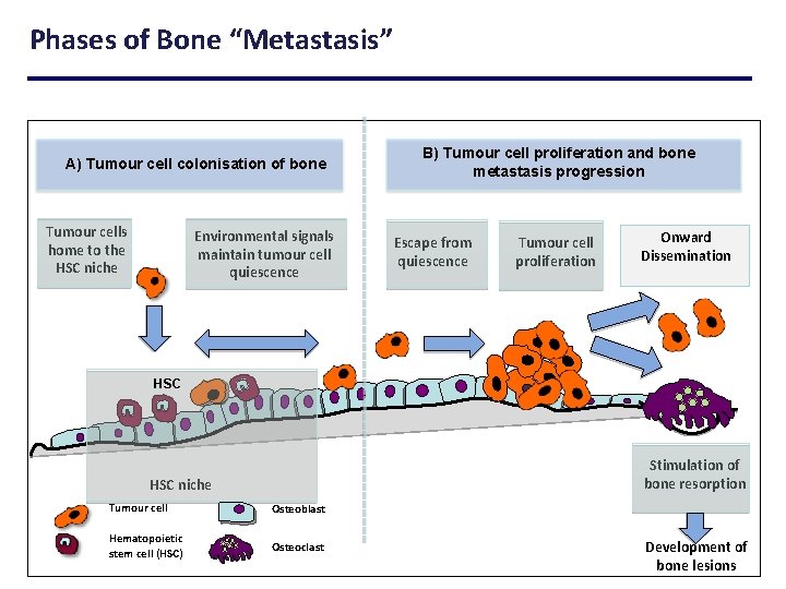 Phases of Bone “Metastasis” A) Tumour cell colonisation of bone Tumour cells home to