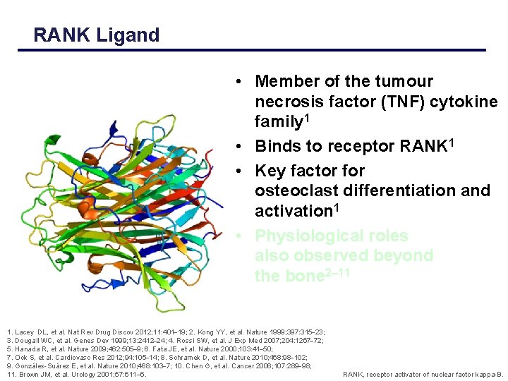 RANK Ligand • Member of the tumour necrosis factor (TNF) cytokine family 1 •