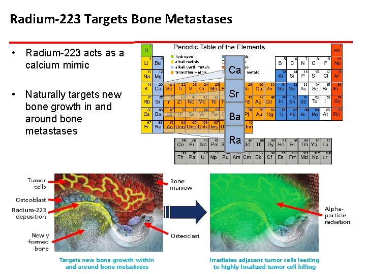 Radium-223 Targets Bone Metastases • Radium-223 acts as a calcium mimic • Naturally targets