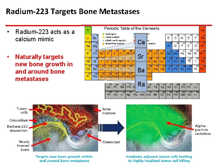 Radium-223 Targets Bone Metastases • Radium-223 acts as a calcium mimic • Naturally targets
