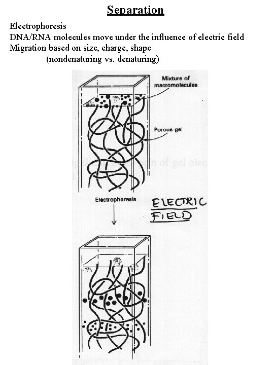 Separation Electrophoresis DNA/RNA molecules move under the influence of electric field Migration based on