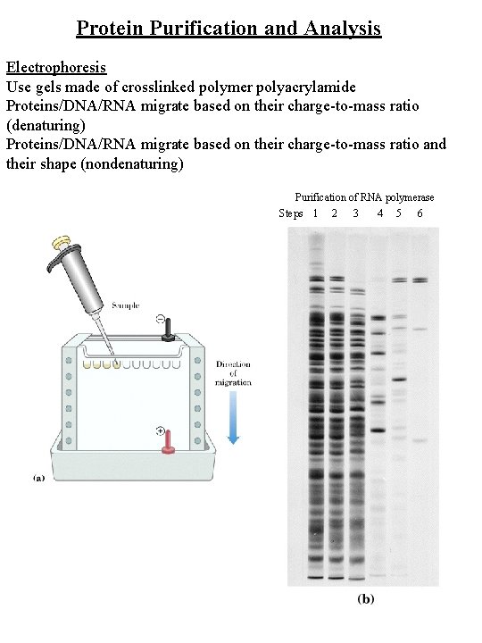Protein Purification and Analysis Electrophoresis Use gels made of crosslinked polymer polyacrylamide Proteins/DNA/RNA migrate