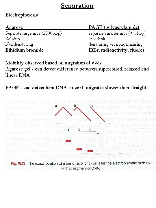 Separation Electrophoresis Agarose PAGE (polyacrylamide) Separate large mcs (2000 kbp) Solidify Nondenaturing separate smaller