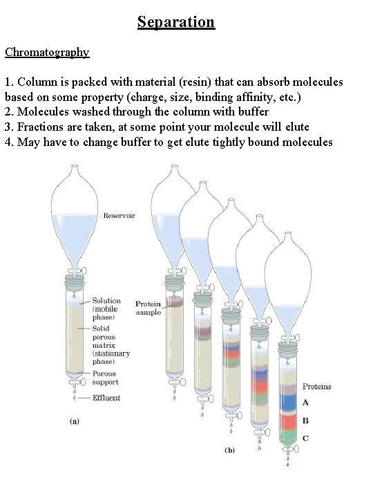 Separation Chromatography 1. Column is packed with material (resin) that can absorb molecules based