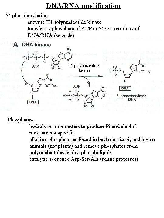 DNA/RNA modification 5’-phosphorylation enzyme T 4 polynucleotide kinase transfers g-phosphate of ATP to 5’-OH