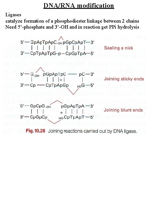 DNA/RNA modification Ligases catalyze formation of a phosphodiester linkage between 2 chains Need 5’-phosphate