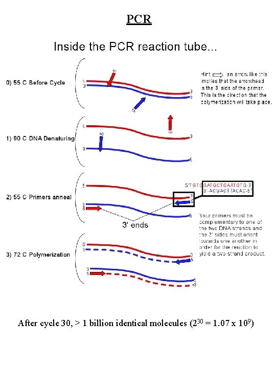 PCR After cycle 30, > 1 billion identical molecules (230 = 1. 07 x