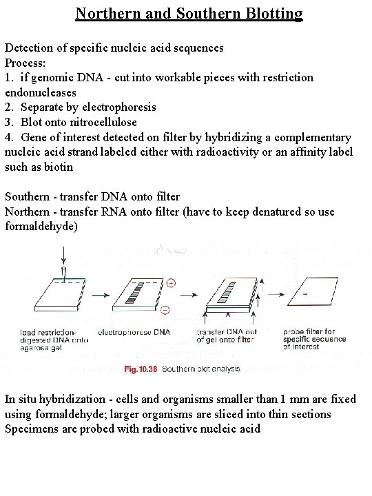 Northern and Southern Blotting Detection of specific nucleic acid sequences Process: 1. if genomic