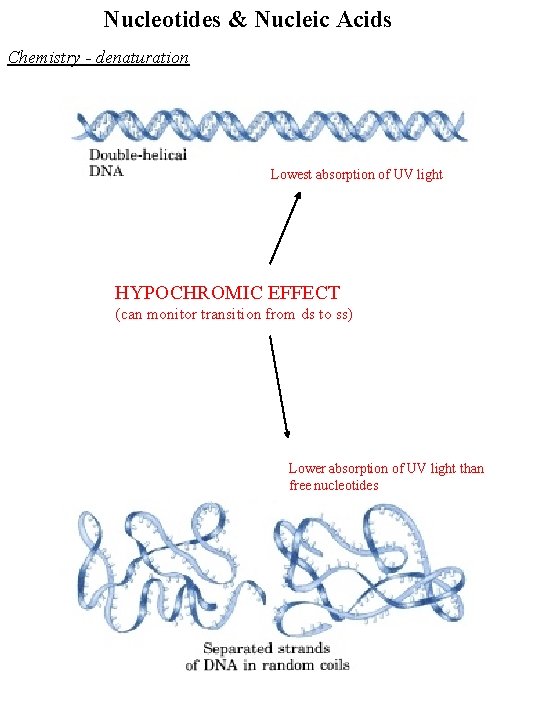 Nucleotides & Nucleic Acids Chemistry - denaturation Lowest absorption of UV light HYPOCHROMIC EFFECT