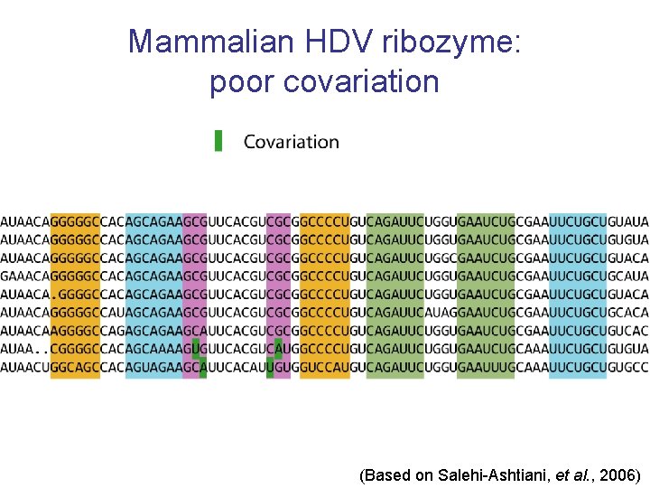Mammalian HDV ribozyme: poor covariation (Based on Salehi-Ashtiani, et al. , 2006) 