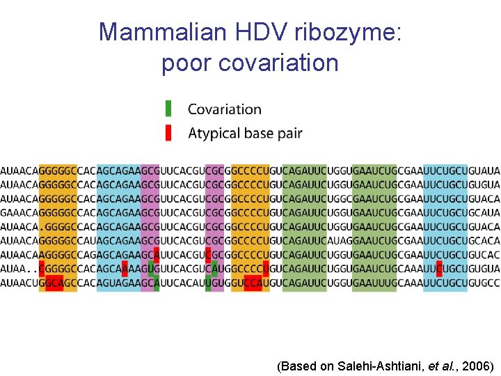 Mammalian HDV ribozyme: poor covariation (Based on Salehi-Ashtiani, et al. , 2006) 