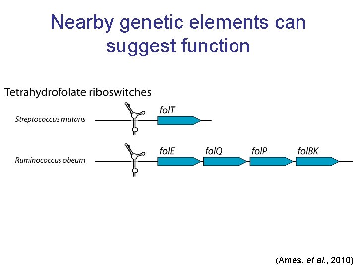 Nearby genetic elements can suggest function (Ames, et al. , 2010) 