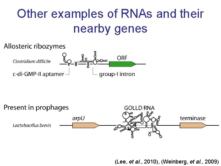 Other examples of RNAs and their nearby genes (Lee, et al. , 2010), (Weinberg,