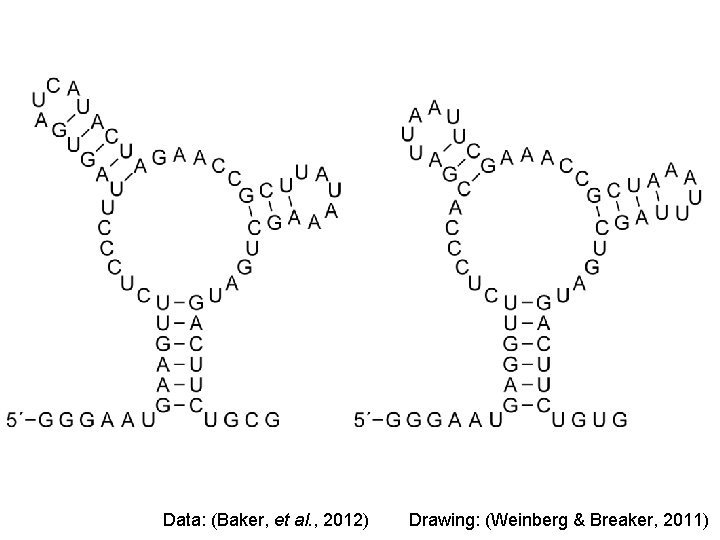 Data: (Baker, et al. , 2012) Drawing: (Weinberg & Breaker, 2011) 