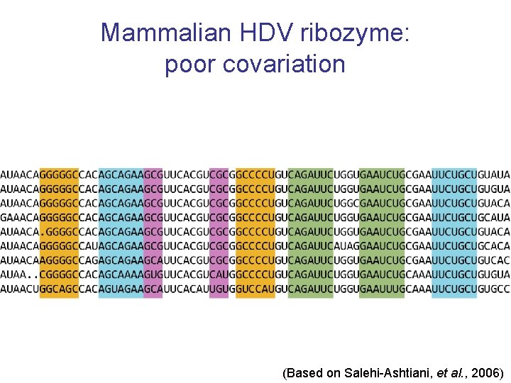 Mammalian HDV ribozyme: poor covariation (Based on Salehi-Ashtiani, et al. , 2006) 