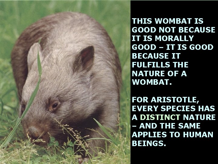 THIS WOMBAT IS GOOD NOT BECAUSE IT IS MORALLY GOOD – IT IS GOOD