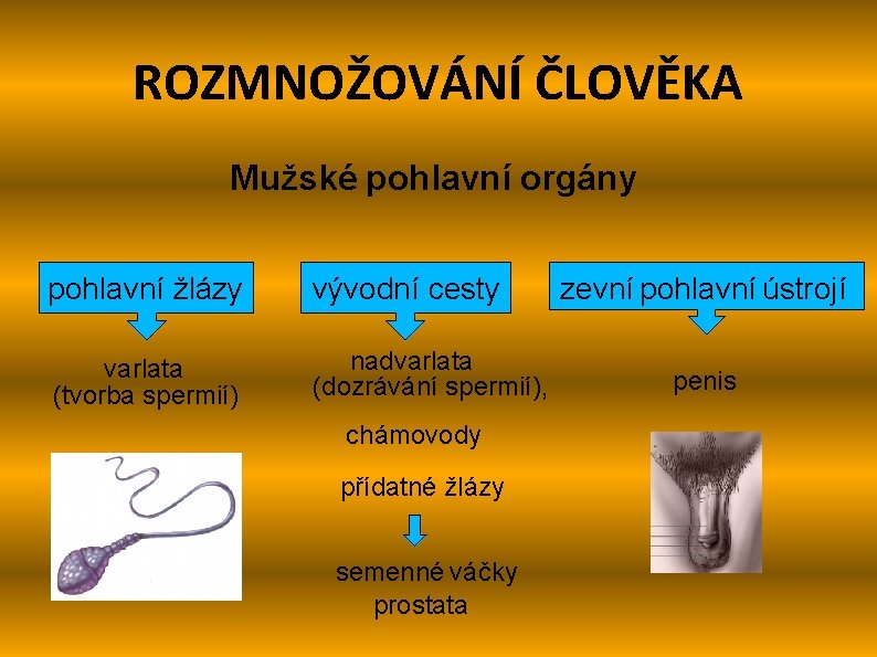 ROZMNOŽOVÁNÍ ČLOVĚKA Mužské pohlavní orgány pohlavní žlázy vývodní cesty varlata (tvorba spermií) nadvarlata (dozrávání