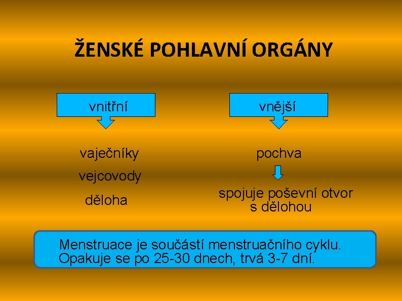 ŽENSKÉ POHLAVNÍ ORGÁNY vnitřní vnější vaječníky pochva vejcovody děloha spojuje poševní otvor s dělohou