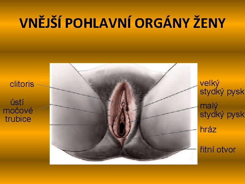 VNĚJŠÍ POHLAVNÍ ORGÁNY ŽENY clitoris velký stydký pysk ústí močové trubice malý stydký pysk