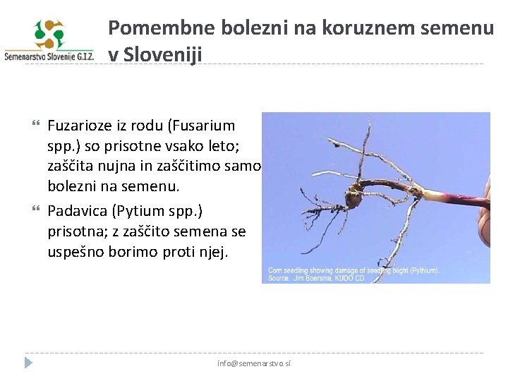 Pomembne bolezni na koruznem semenu v Sloveniji Fuzarioze iz rodu (Fusarium spp. ) so