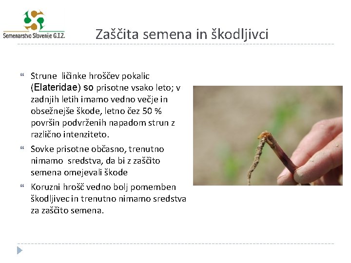 Zaščita semena in škodljivci Strune ličinke hroščev pokalic (Elateridae) so prisotne vsako leto; v