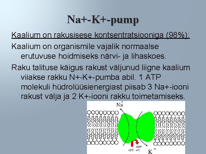 Na+-K+-pump Kaalium on rakusisese kontsentratsiooniga (98%): Kaalium on organismile vajalik normaalse erutuvuse hoidmiseks närvi-